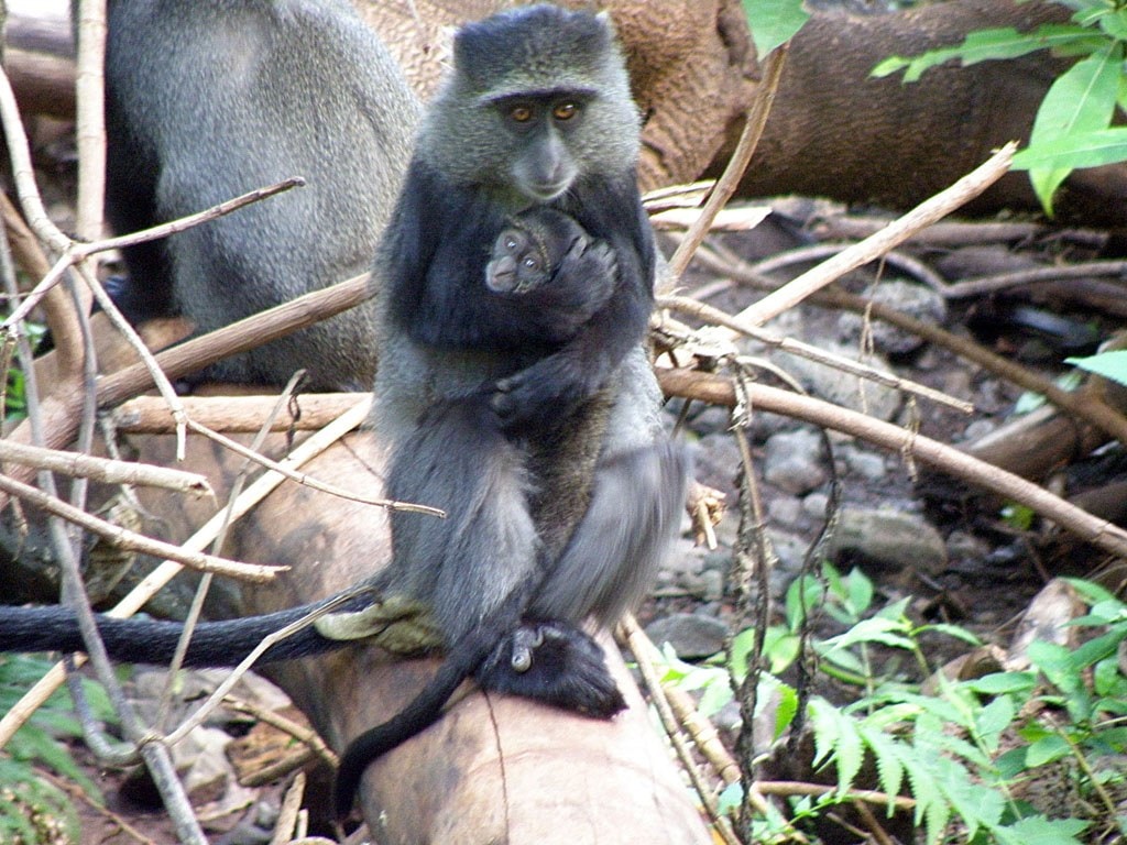 Blue monkey in Nyungwe