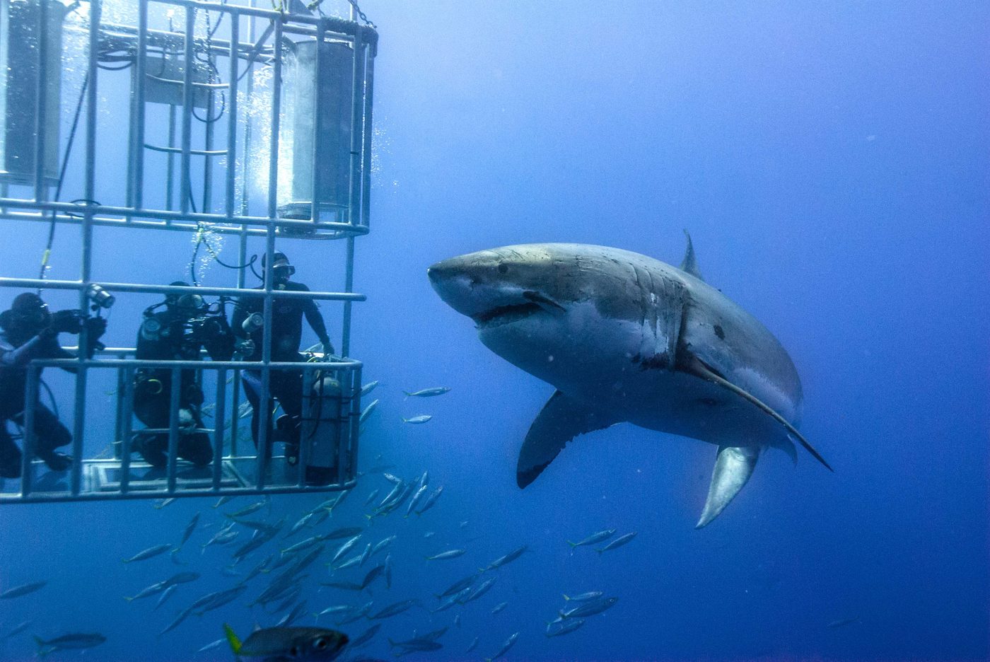 Great White Shark in Garden Route