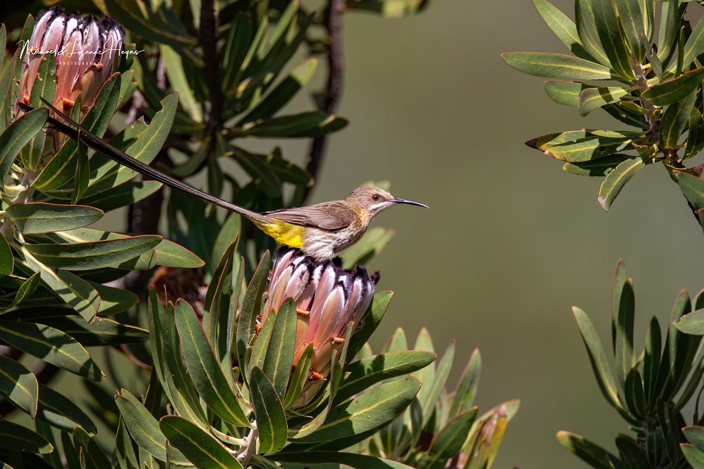 Birdlife in the Okavango Delta, Botswana