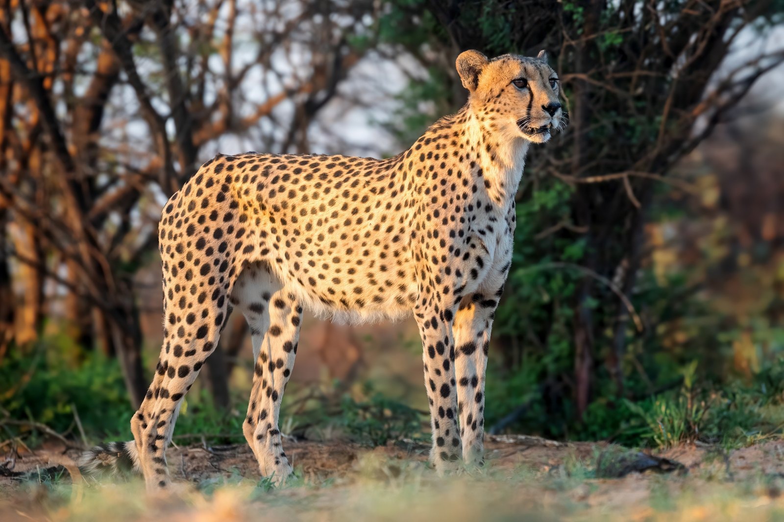 Cheetah in the Okavango Delta, Botswana
