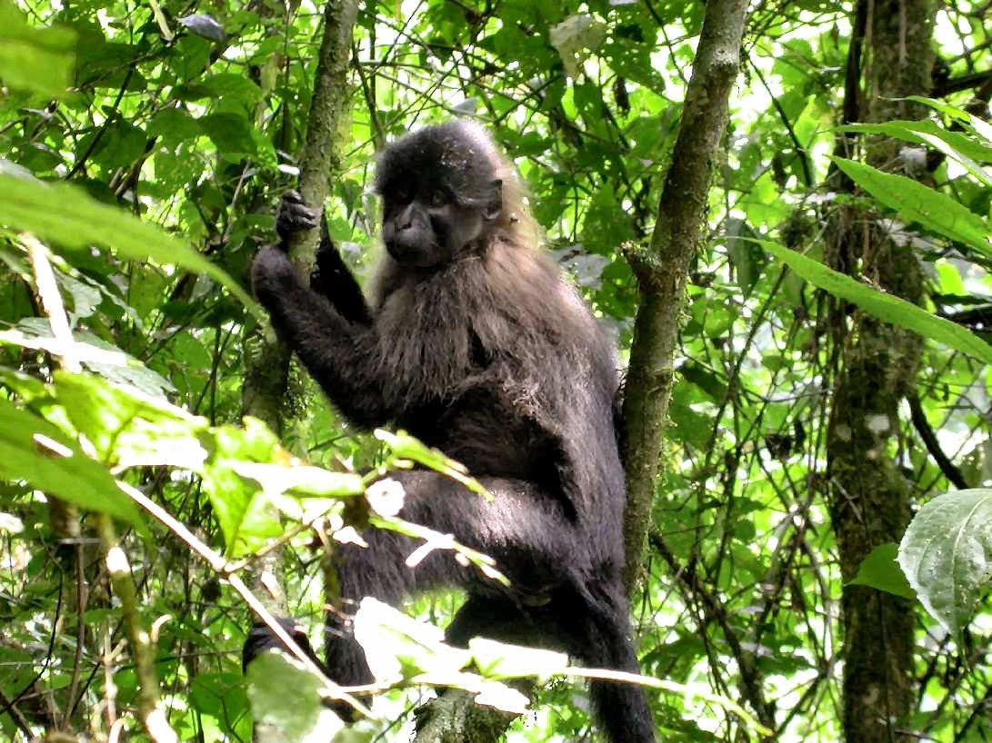 Grey-cheeked mangabey, Nyungwe