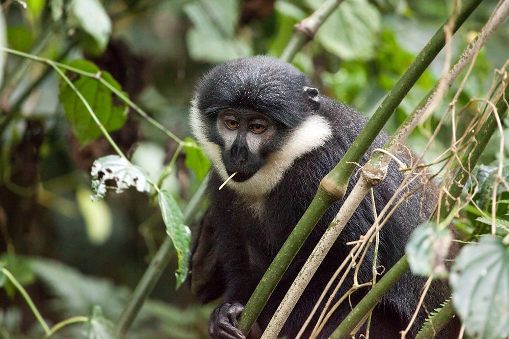 L'Hoest's monkey, Nyungwe