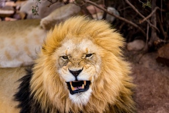5. Aquila Game Reserve Safari with Park Fees, Transport & Lunch