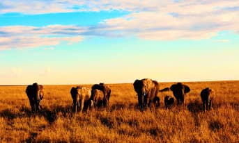 2 Day Small Group Garden Route Big 5 Safari Tour from Cape Town