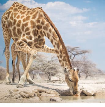 3-Day Etosha Safari Camp Gondwana from Windhoek