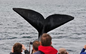 Hermanus Whale Watching Boat Trip with shared transfers from Cape Town