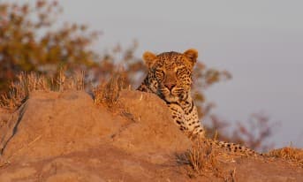 7-Day Cape Town City & Kruger Park Safari Tours