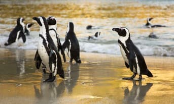 Cape of Good Hope and Penguins full-day tour from Cape Town