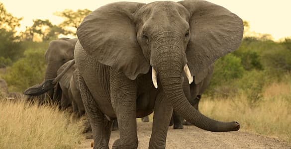 Top African Safari Destinations, Kruger National Park
