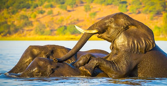 Top African Safari Destinations, Botswana