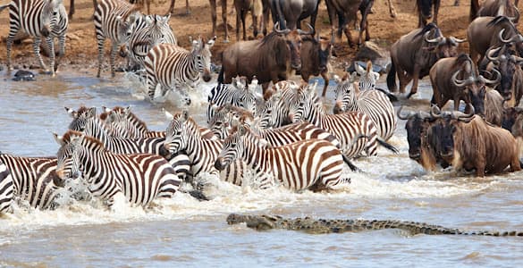 Top African Safari Destinations, Serengeti National Park