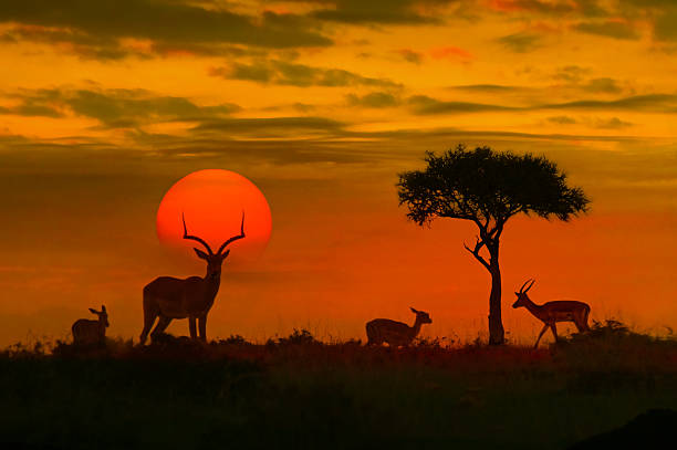 South African landscape showing seasonal contrast - green summer bush and dry winter savanna for safari viewing