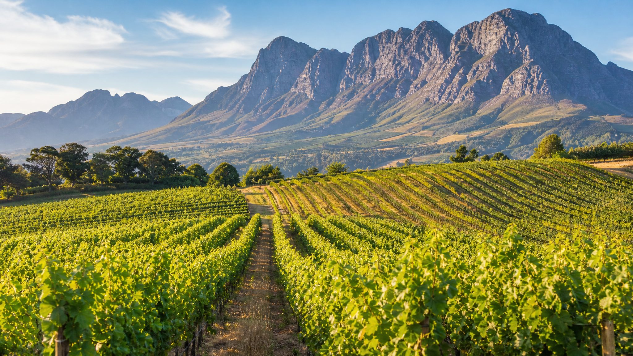 Vineyard rows with mountain backdrop in Stellenbosch Cape Winelands