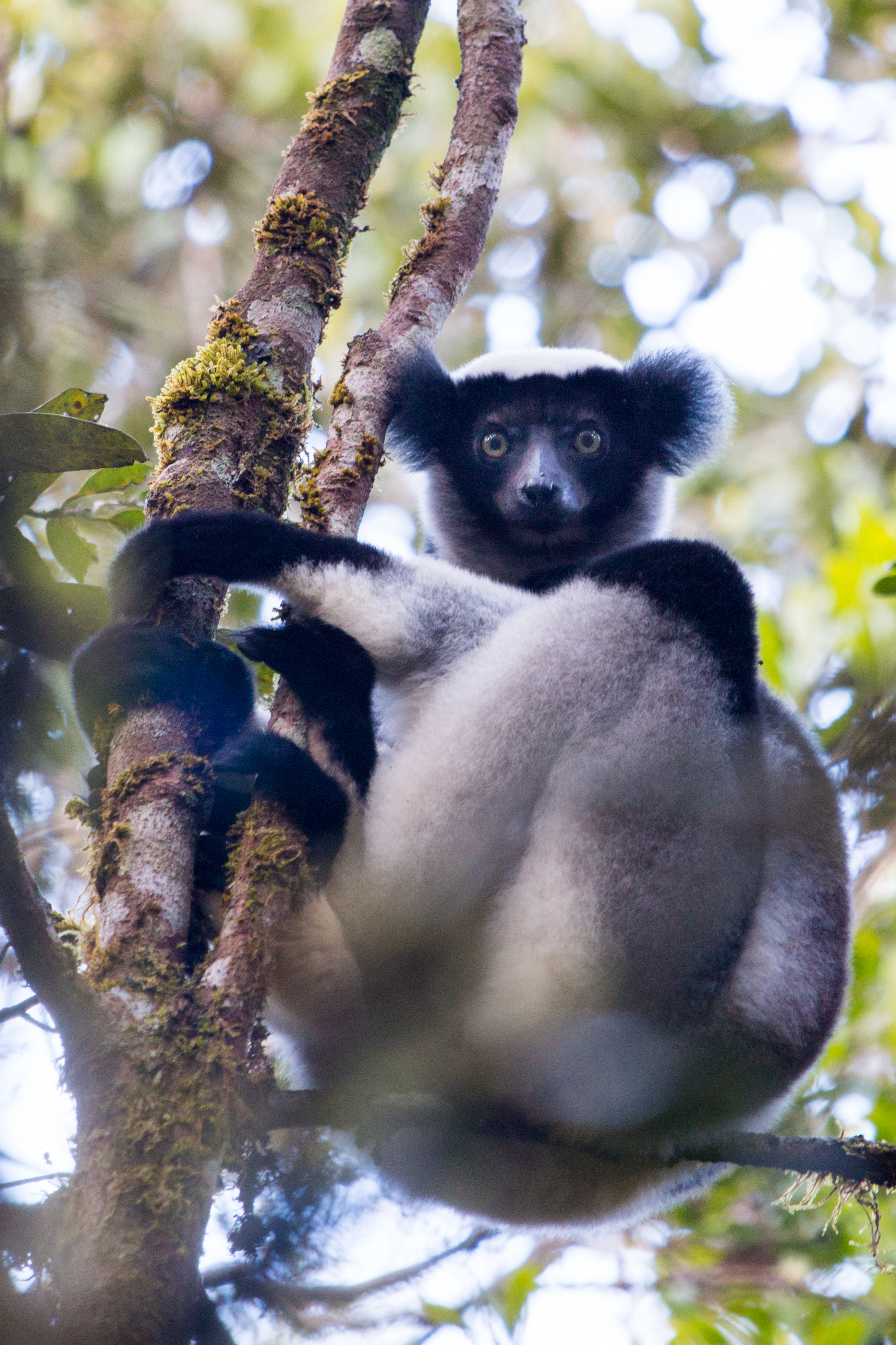 15 Best Affordable Safari Lodges in Madagascar (2026) — Endemic Wildlife at Half the Cost