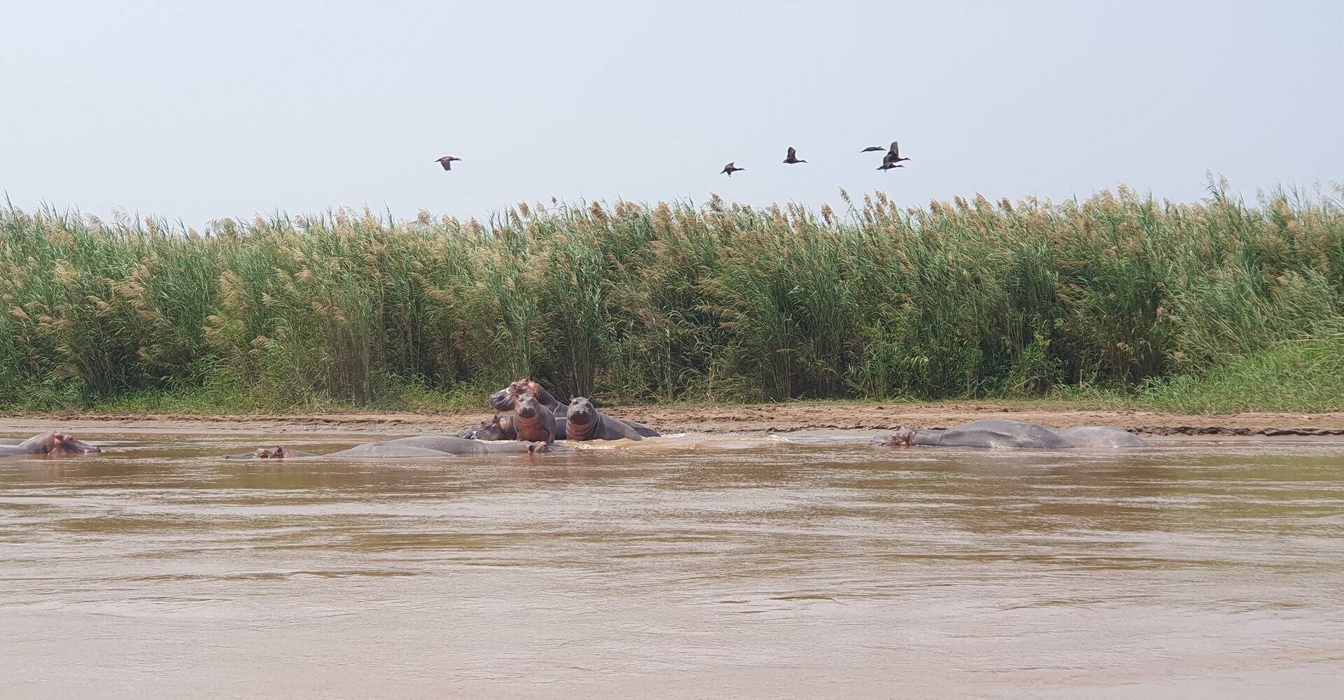 A pod of hippos surfacing in the Rusizi River delta