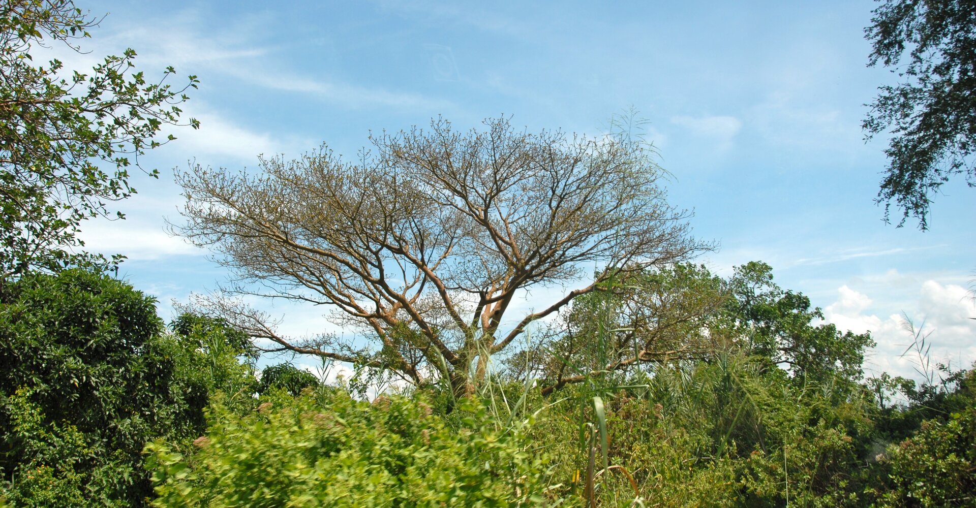 Towering papyrus beds forming a green maze in the Rusizi delta