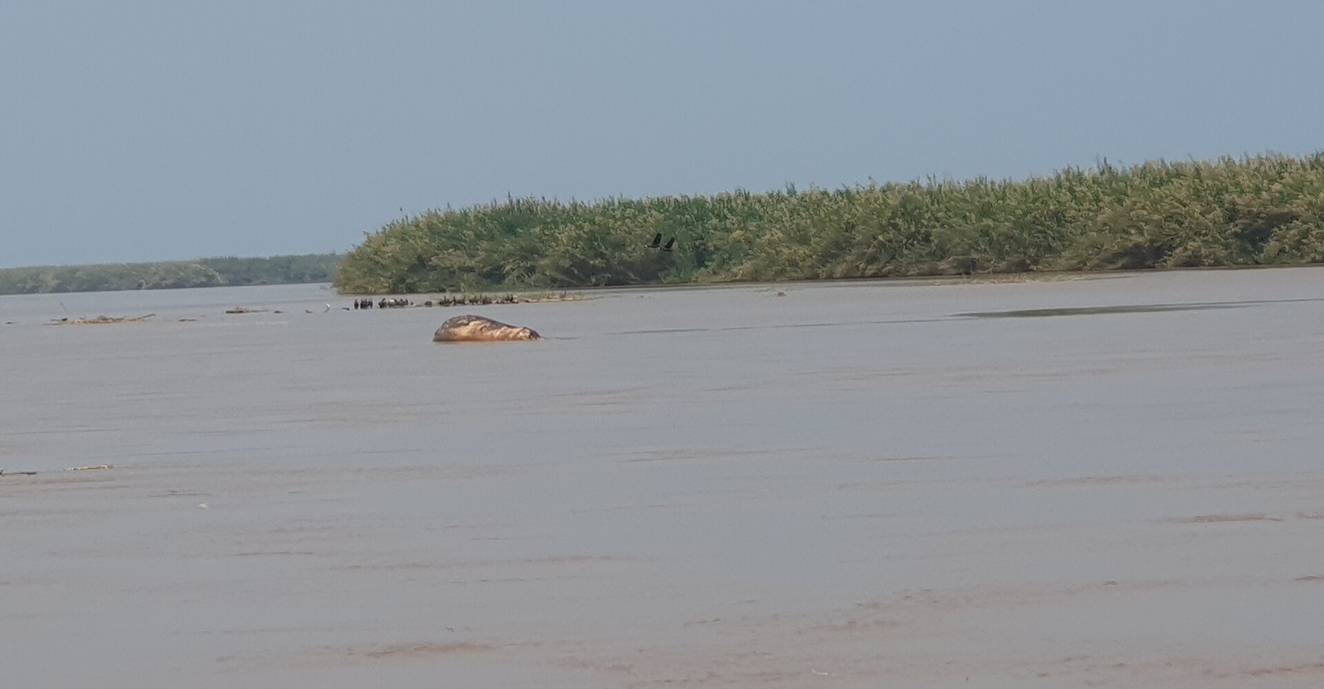 A hippo close-up in the calm channels of the Rusizi delta