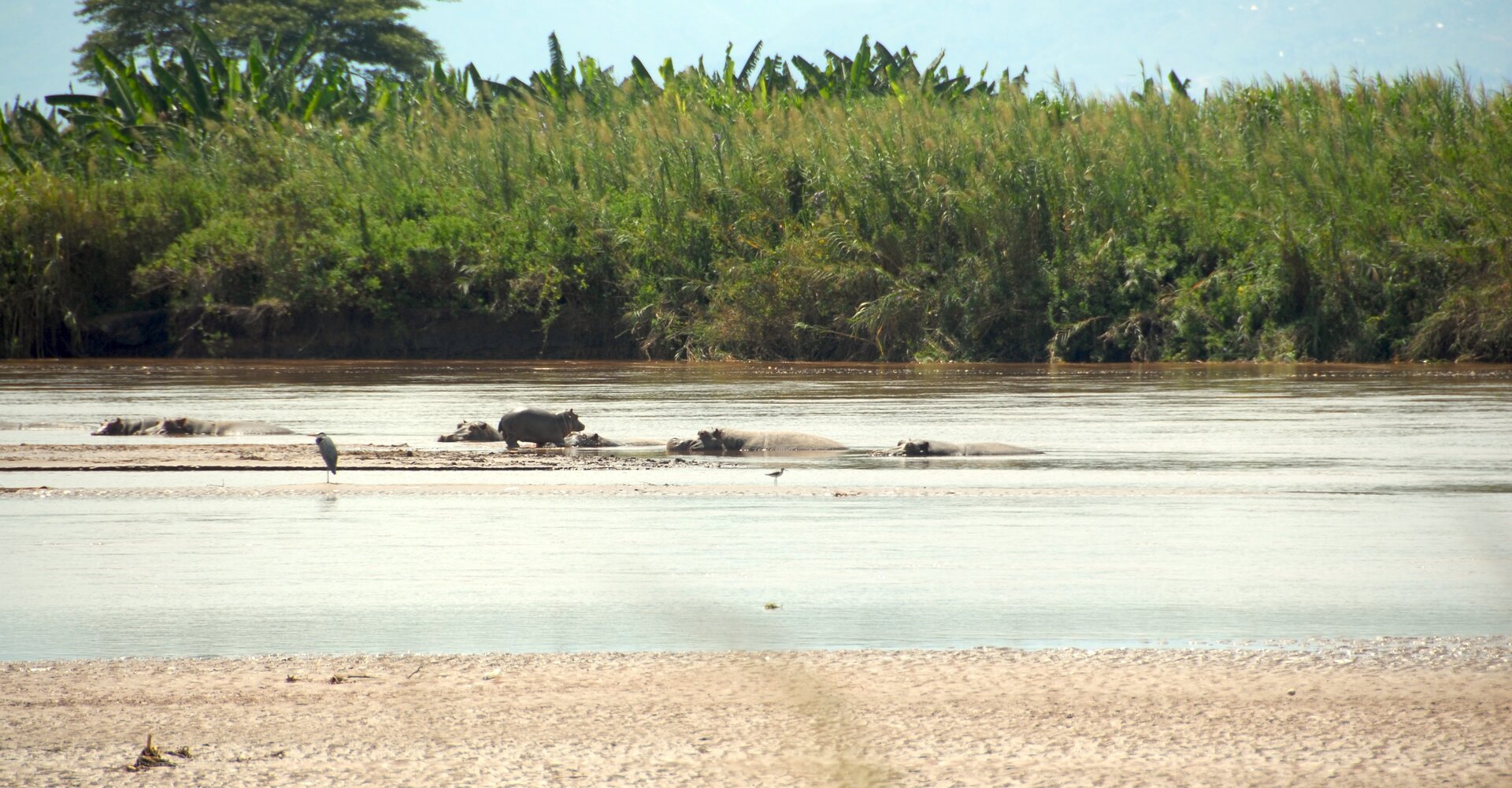 The wetland landscape of Rusizi National Park at golden hour