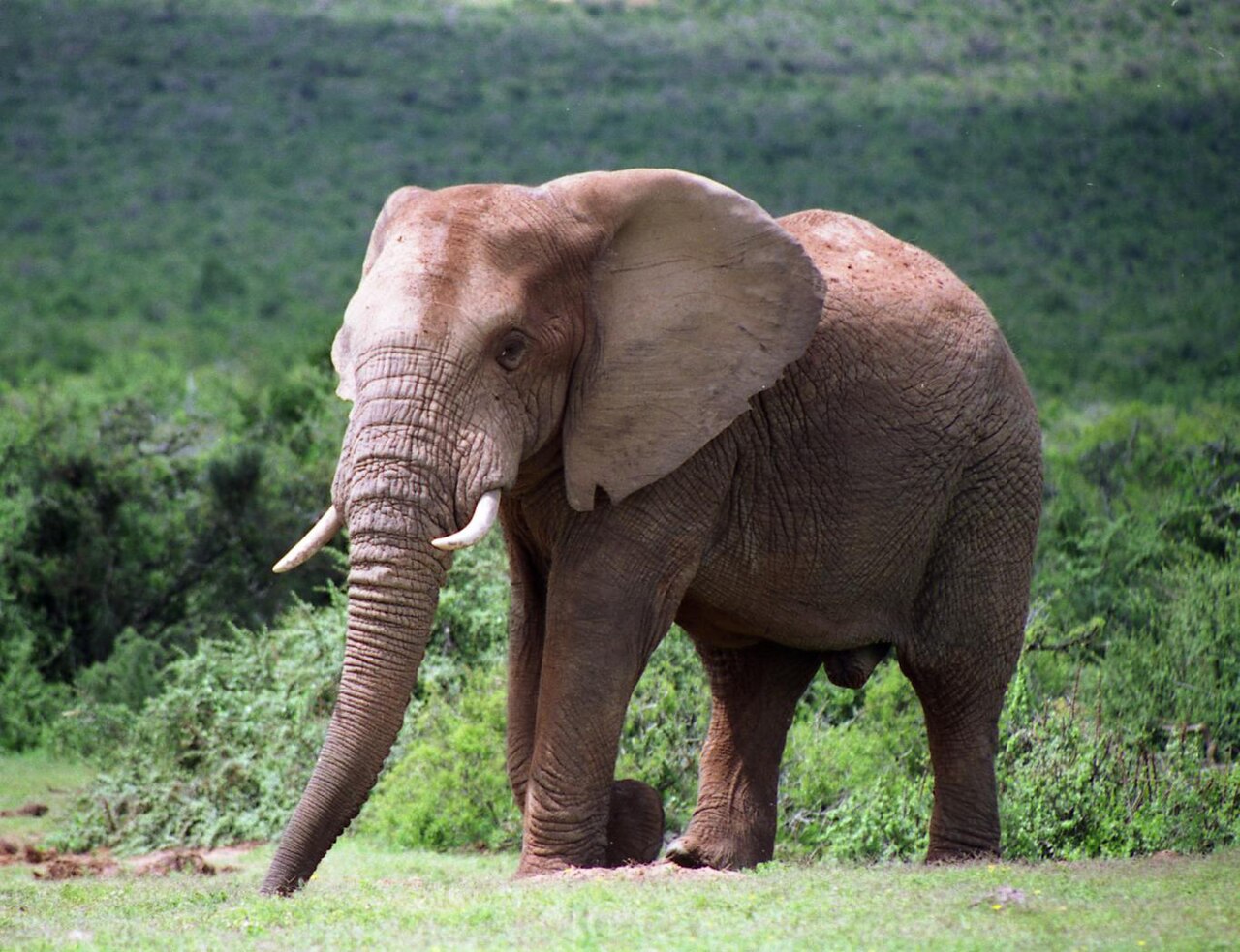 Elephants and other game at an Addo waterhole