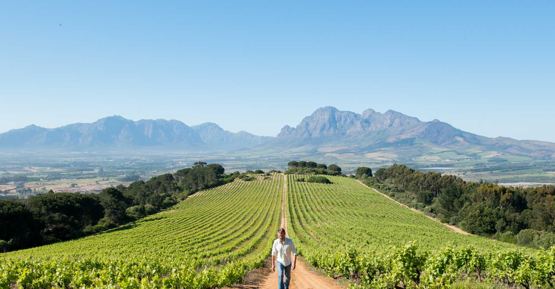 Vineyards and mountains in the Cape Winelands near Stellenbosch