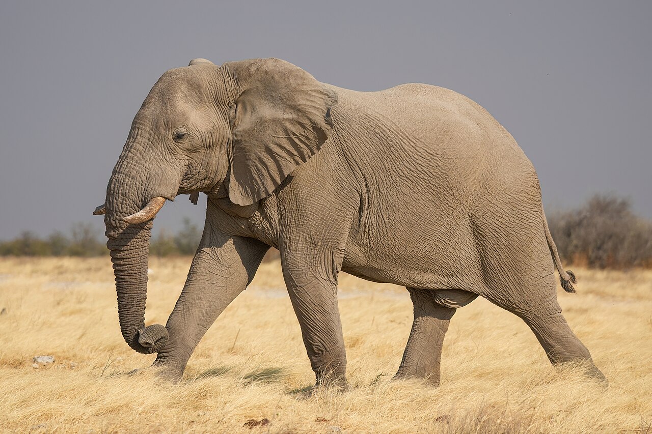 Elephant herd drinking at a waterhole during the dry season in Kruger