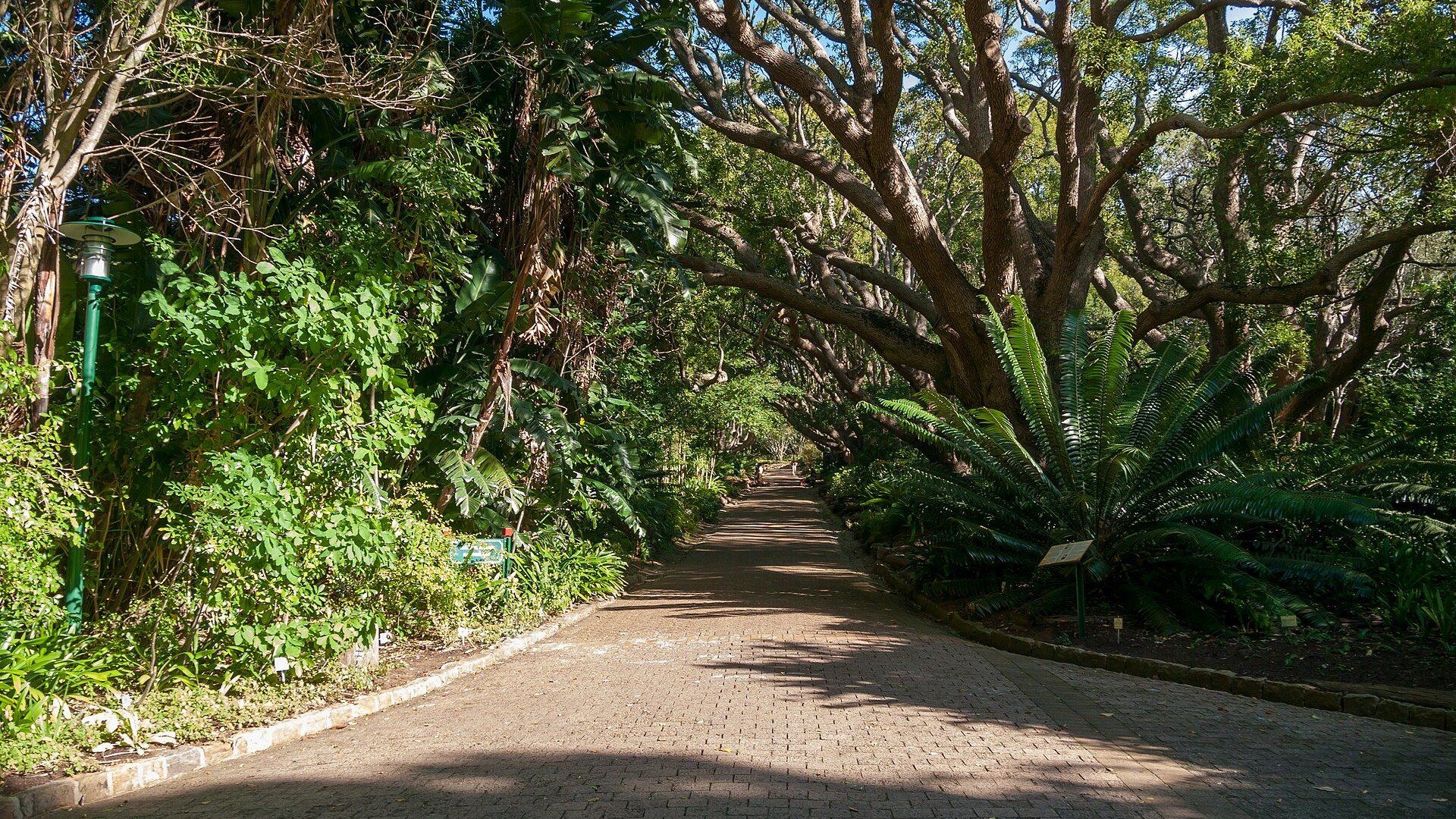 Kirstenbosch Botanical Garden in full spring bloom beneath Table Mountain