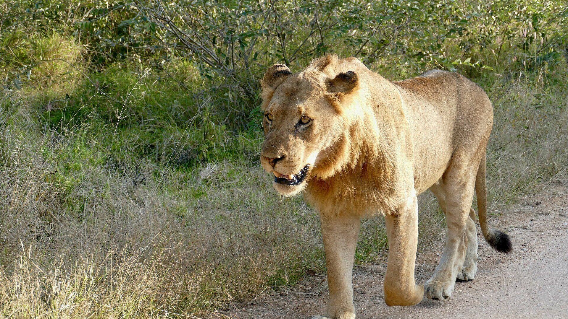 Male lion resting in golden grass in Kruger National Park