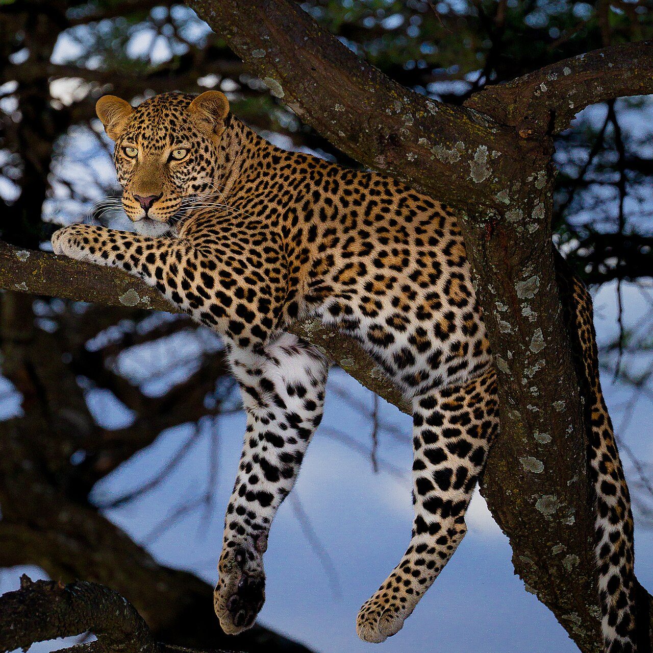 Leopard in golden afternoon light on a fallen tree in Sabi Sands