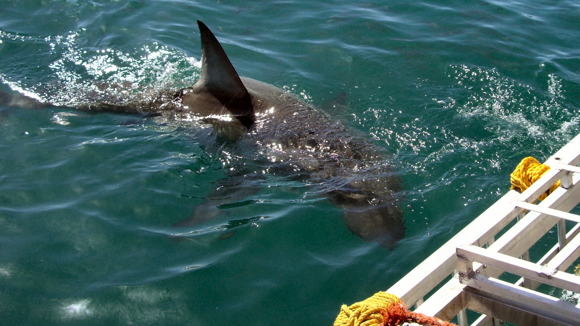 Great white shark approaching a steel diving cage off Gansbaai, South Africa