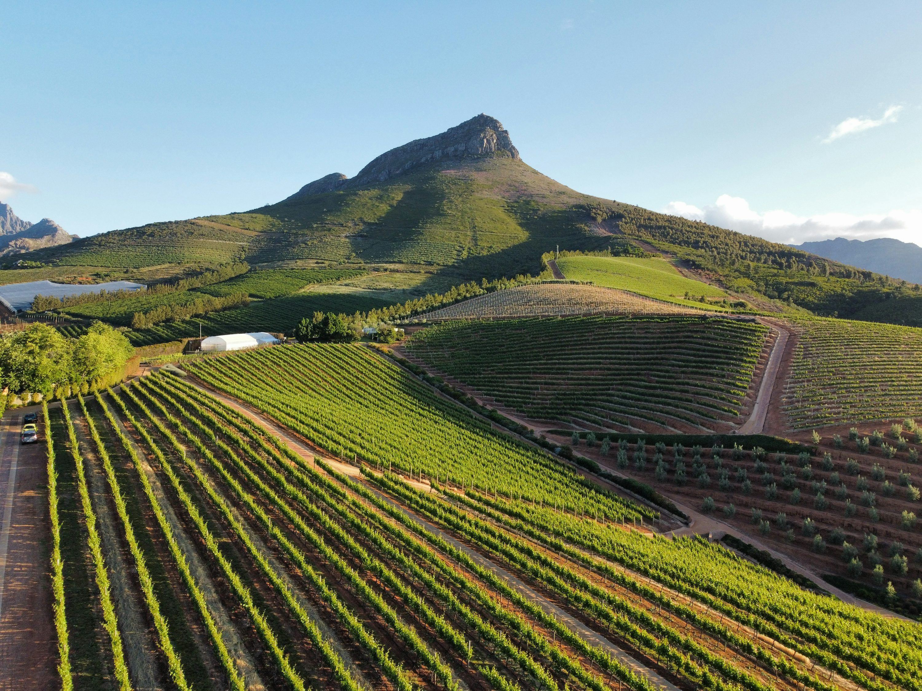 Vineyards and Cape Dutch estates in Stellenbosch — the Stellenbosch wine tram tour 2026