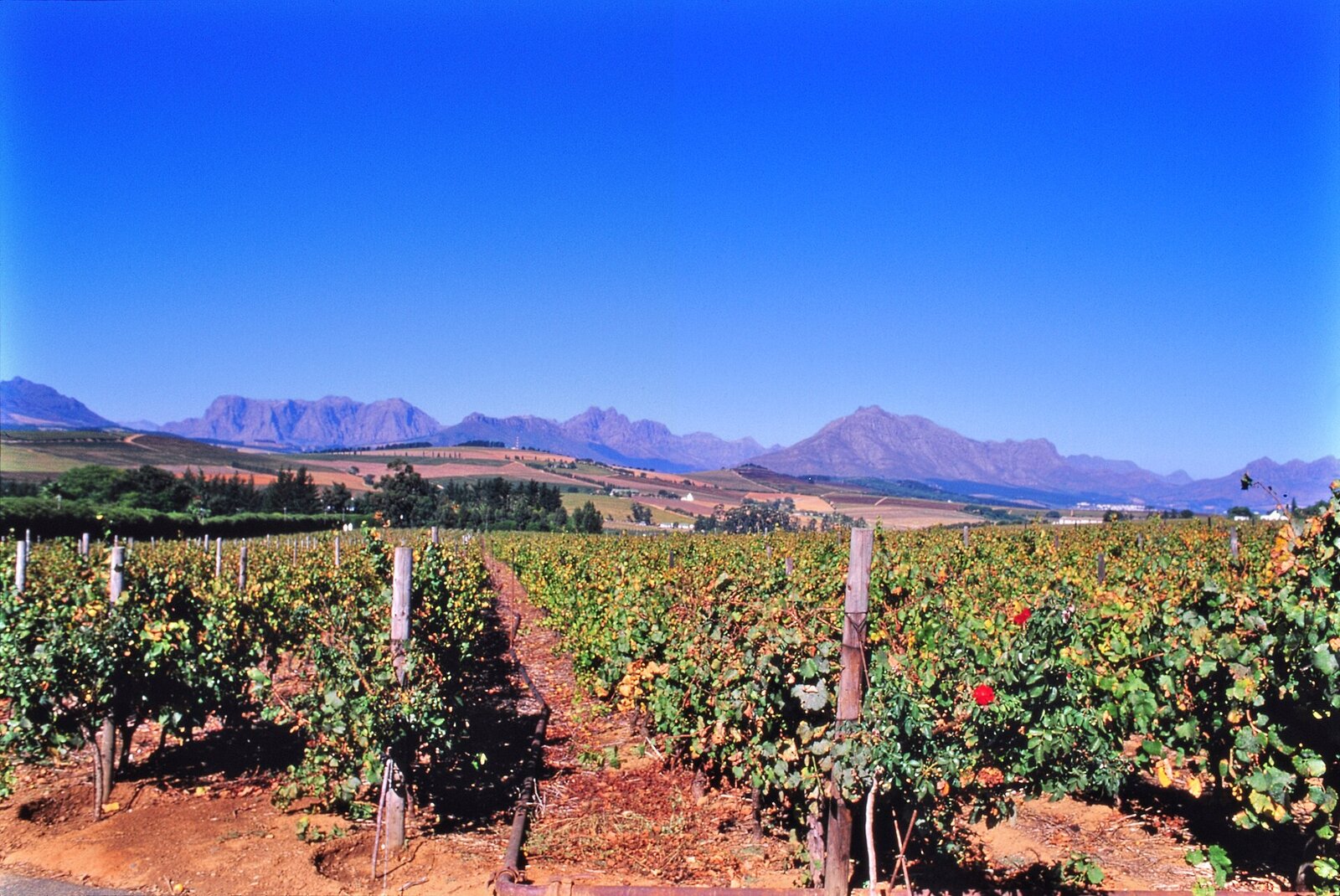 Historic Cape Dutch wine estate in Stellenbosch on the wine tram tour