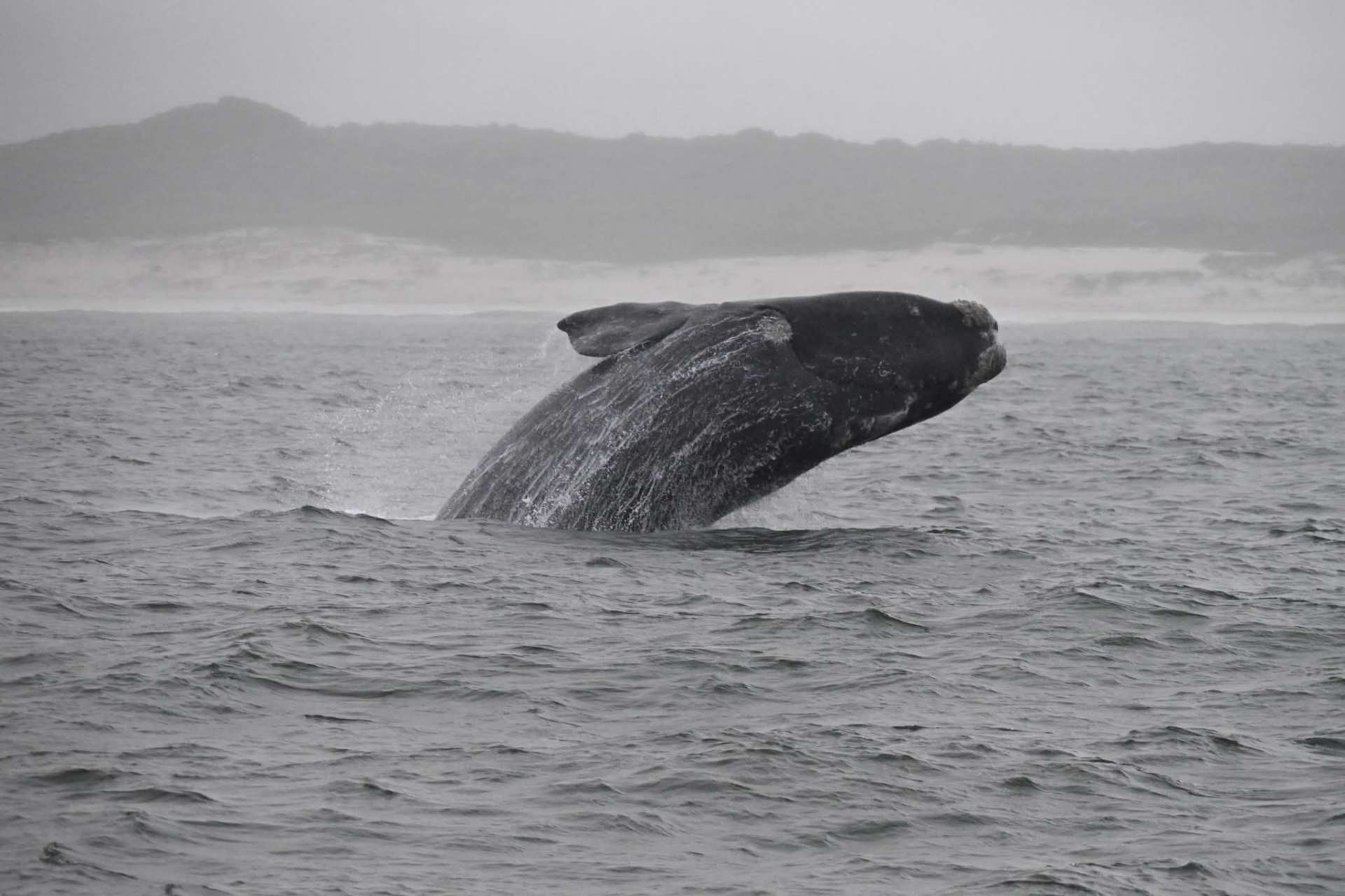 Southern right whale breaching in Walker Bay near Hermanus, South Africa
