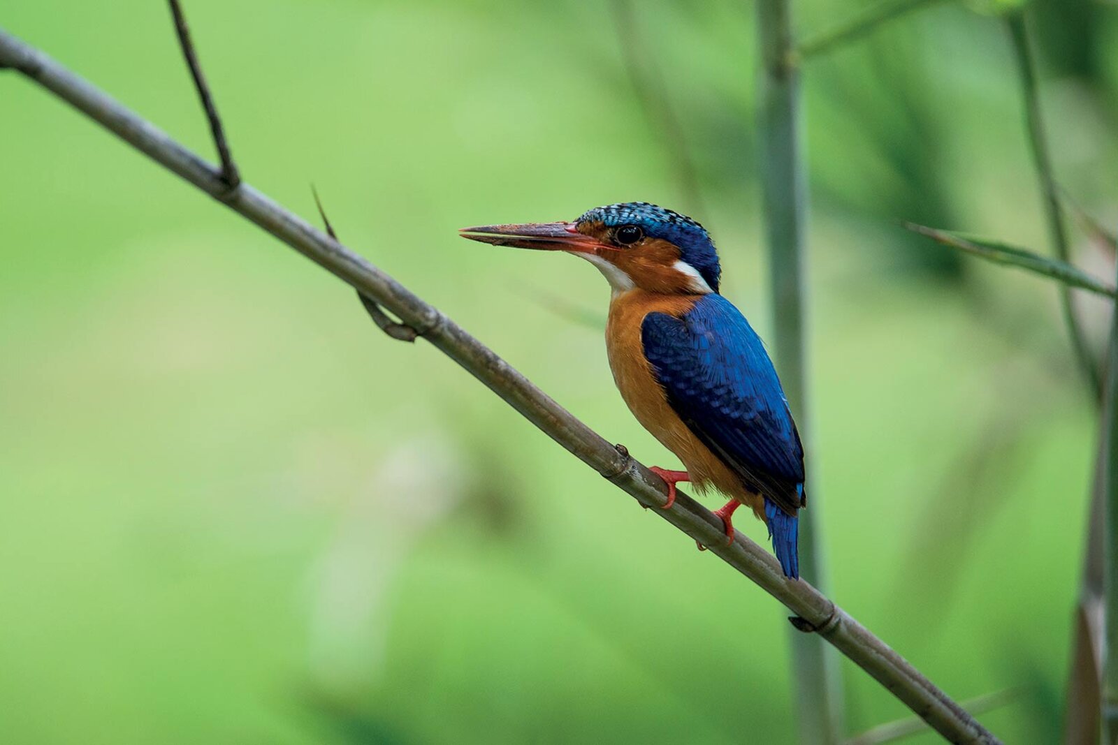 A jewel-coloured kingfisher perched on a branch at Anjajavy le Lodge, Madagascar