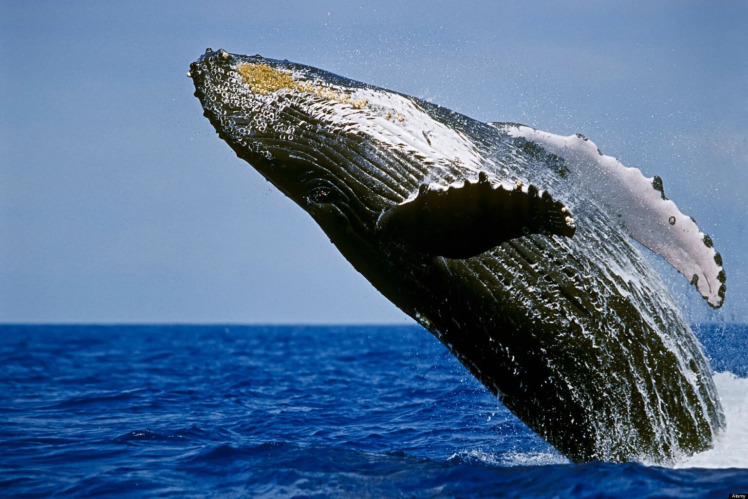 Humpback whale breaching off the Tofo coast, Inhambane, Mozambique