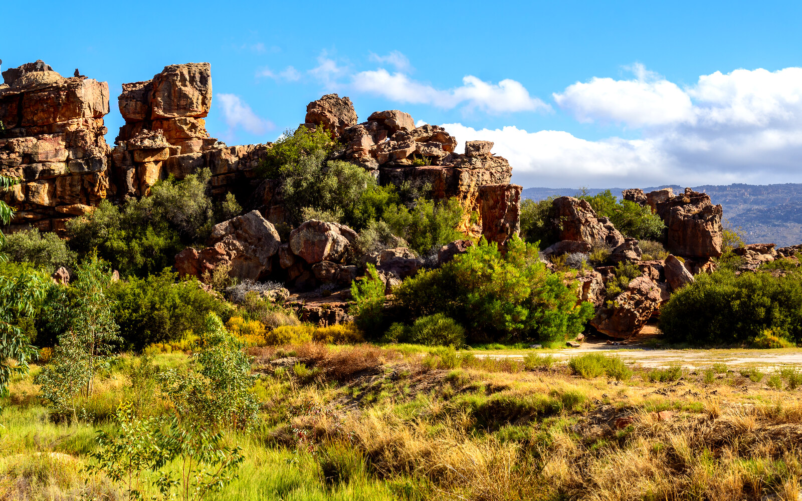 Cape mountain zebra grazing on the fynbos plains of Bushmans Kloof in the Cederberg