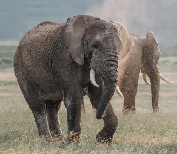 Elephant encounter on a game drive at Garden Route Game Lodge