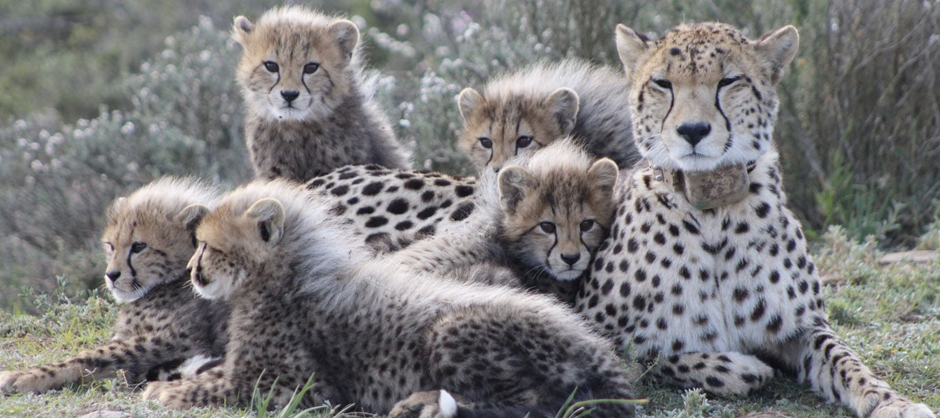 Garden Route Game Lodge Review: Malaria-Free Big Five Safari Near Cape Town