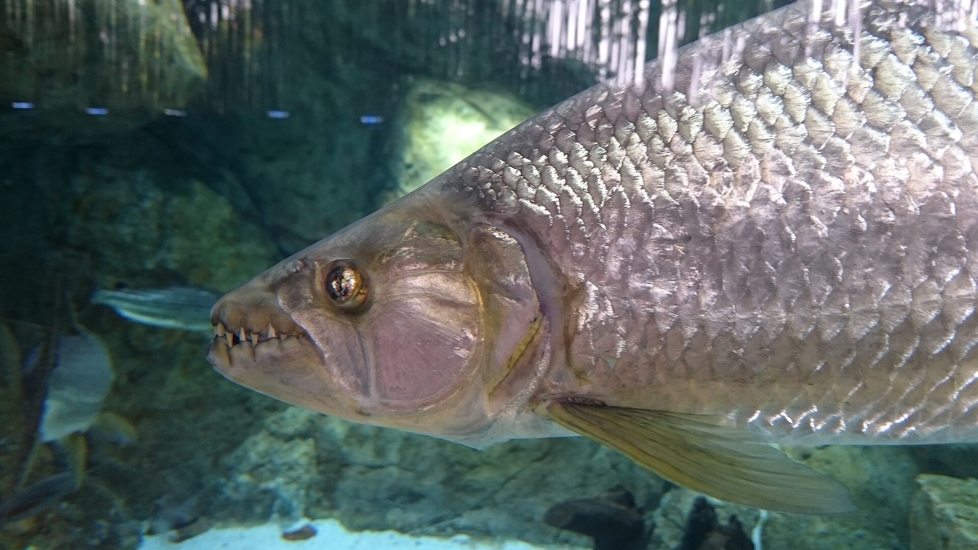 Tigerfish (Hydrocynus vittatus) — the apex freshwater predator of Africa's great river systems