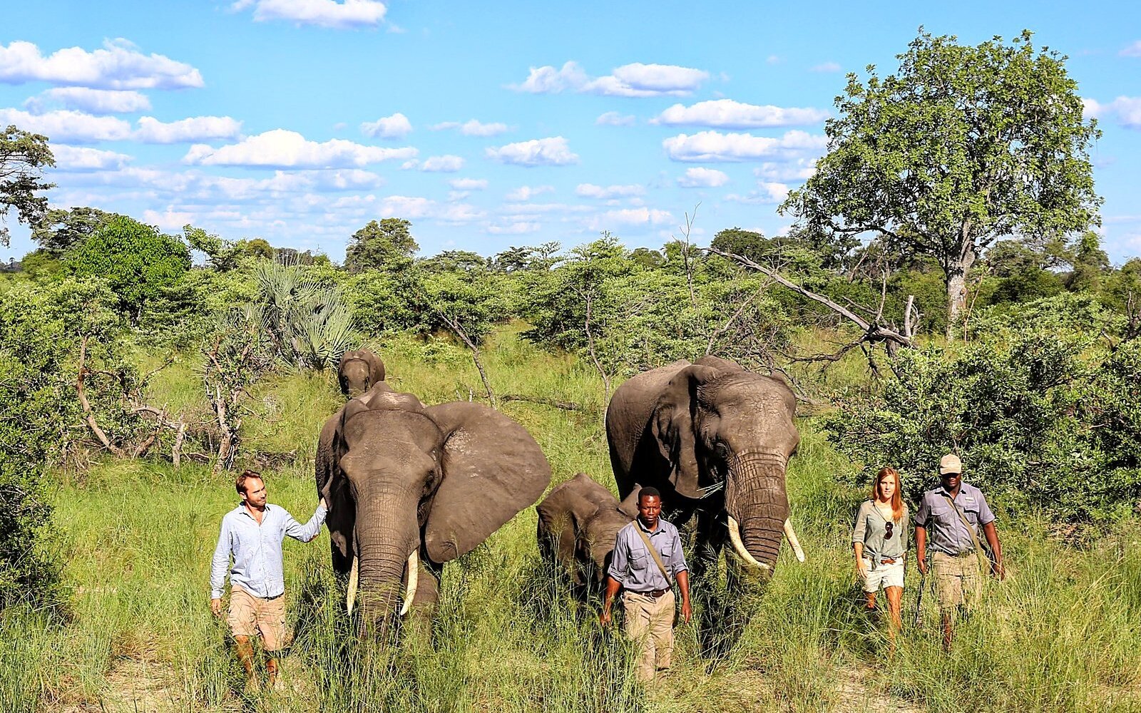 Guests walking alongside elephants at Abu Camp in the Okavango Delta