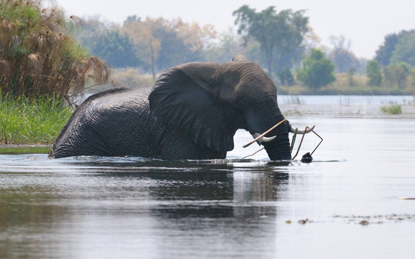 An elephant wading through the flooded channels of the Okavango Delta