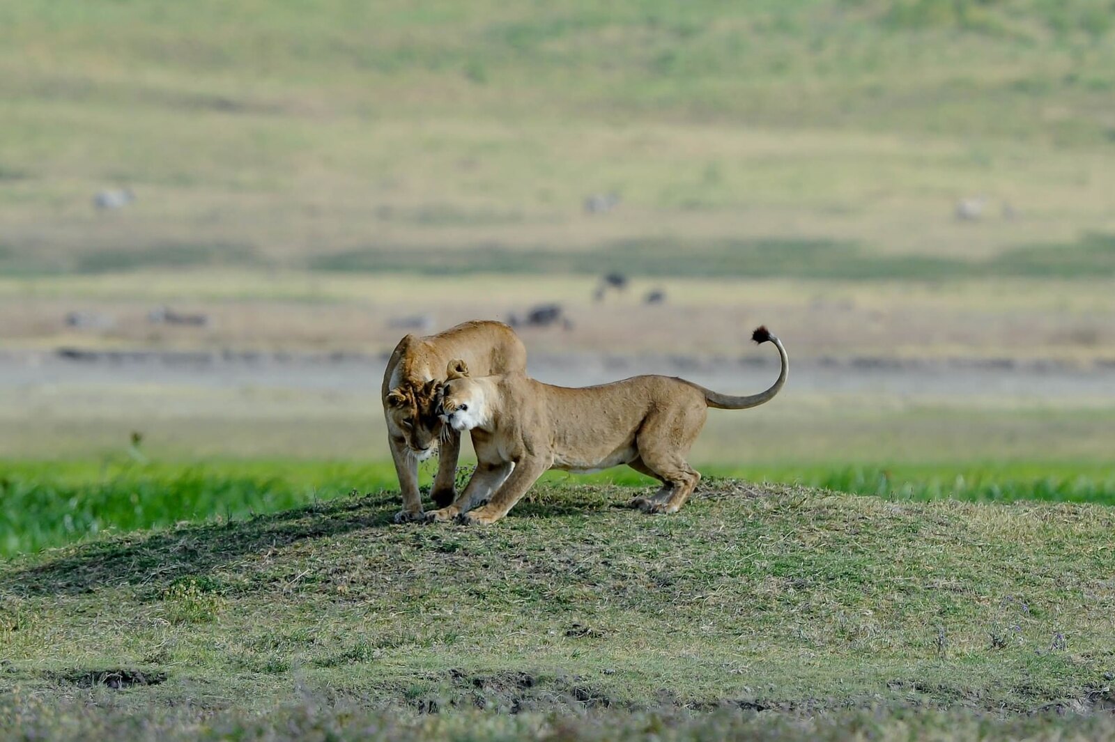 Lioness on the Ngorongoro Crater floor with crater walls in background