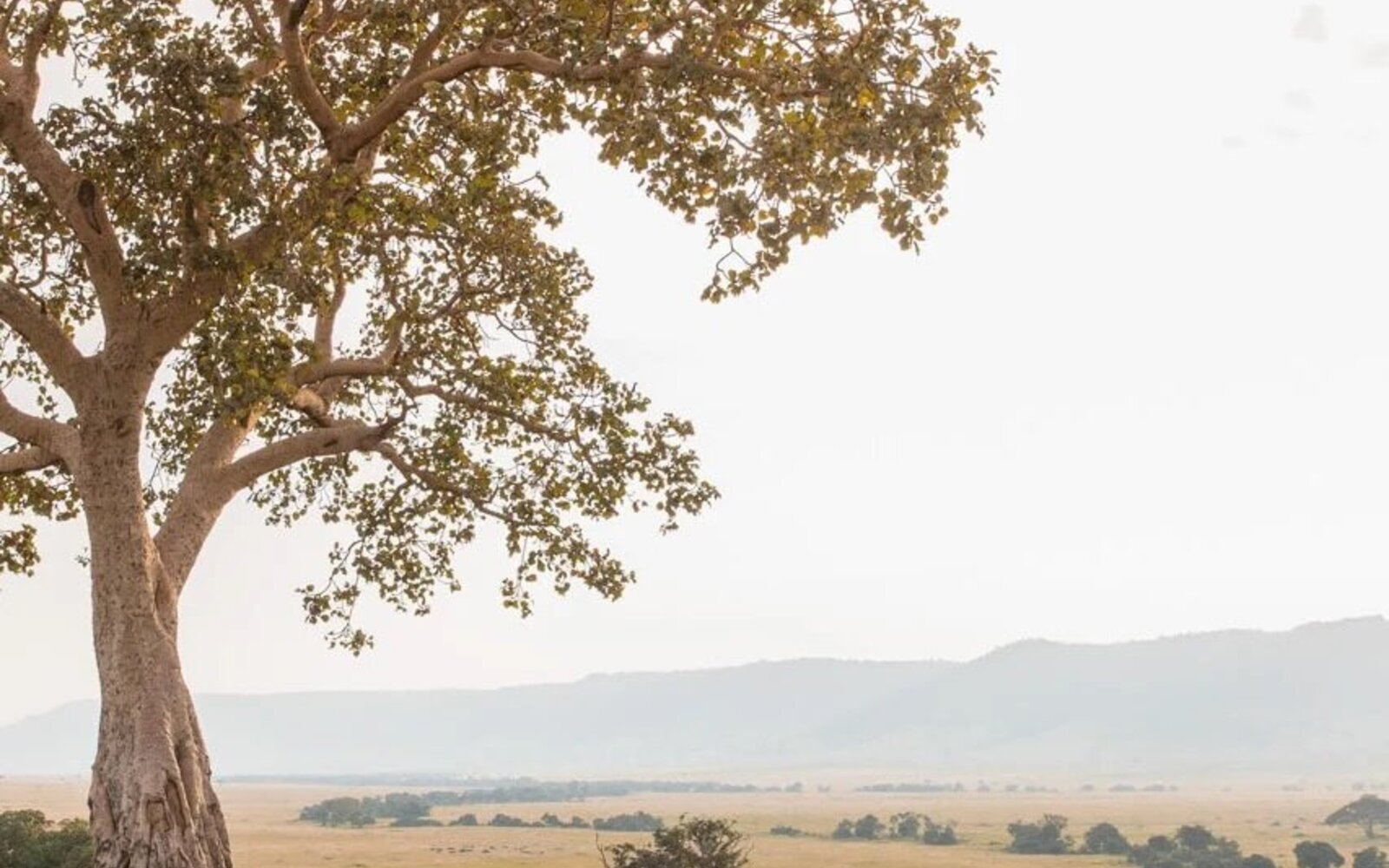 A lone acacia tree on the open plains of the Masai Mara