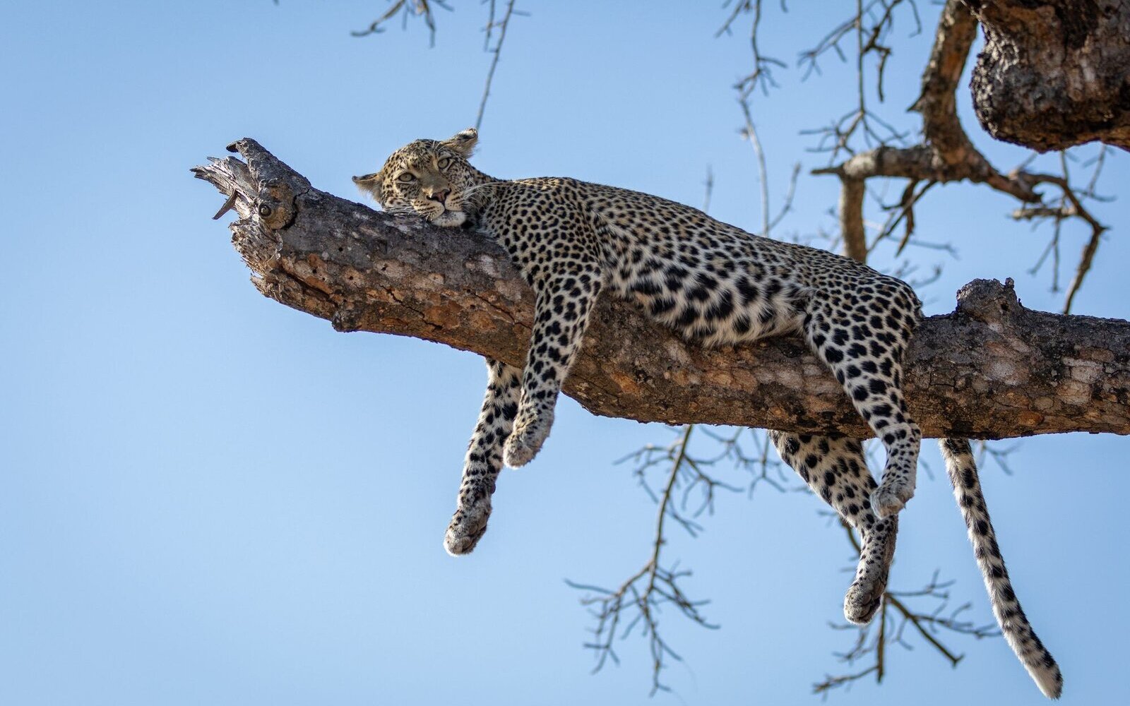 A leopard draped along the branch of a tree in the golden light of the Sabi Sand