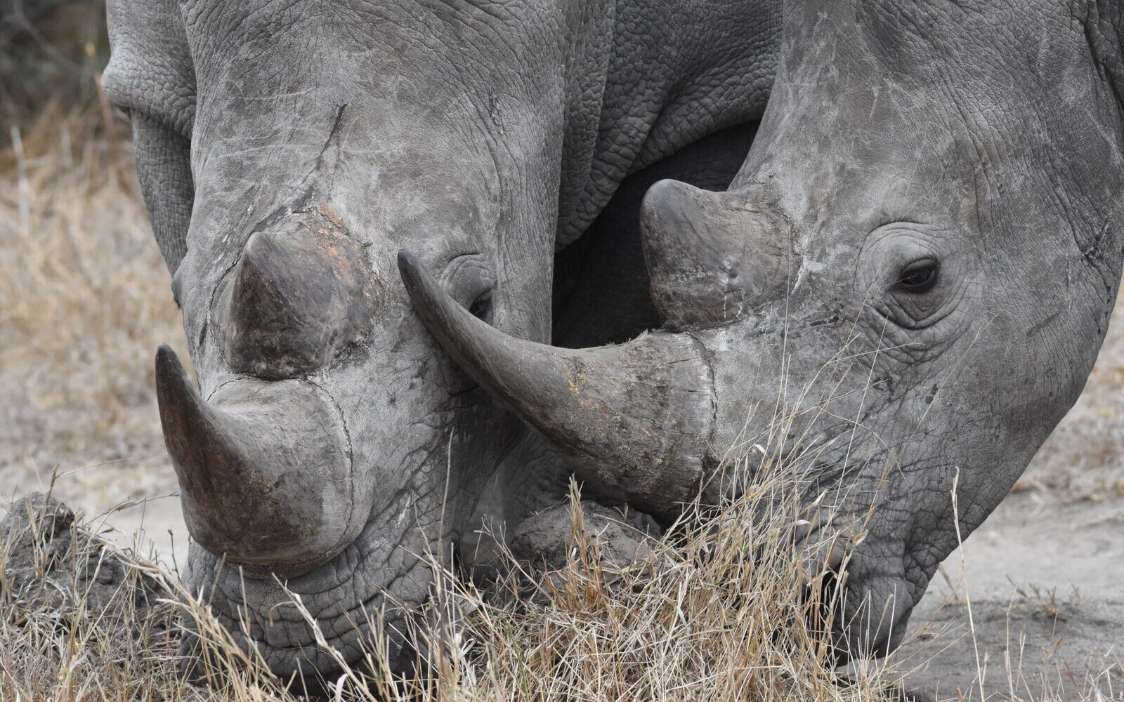 A close portrait of a white rhino grazing in the greater Kruger bushveld