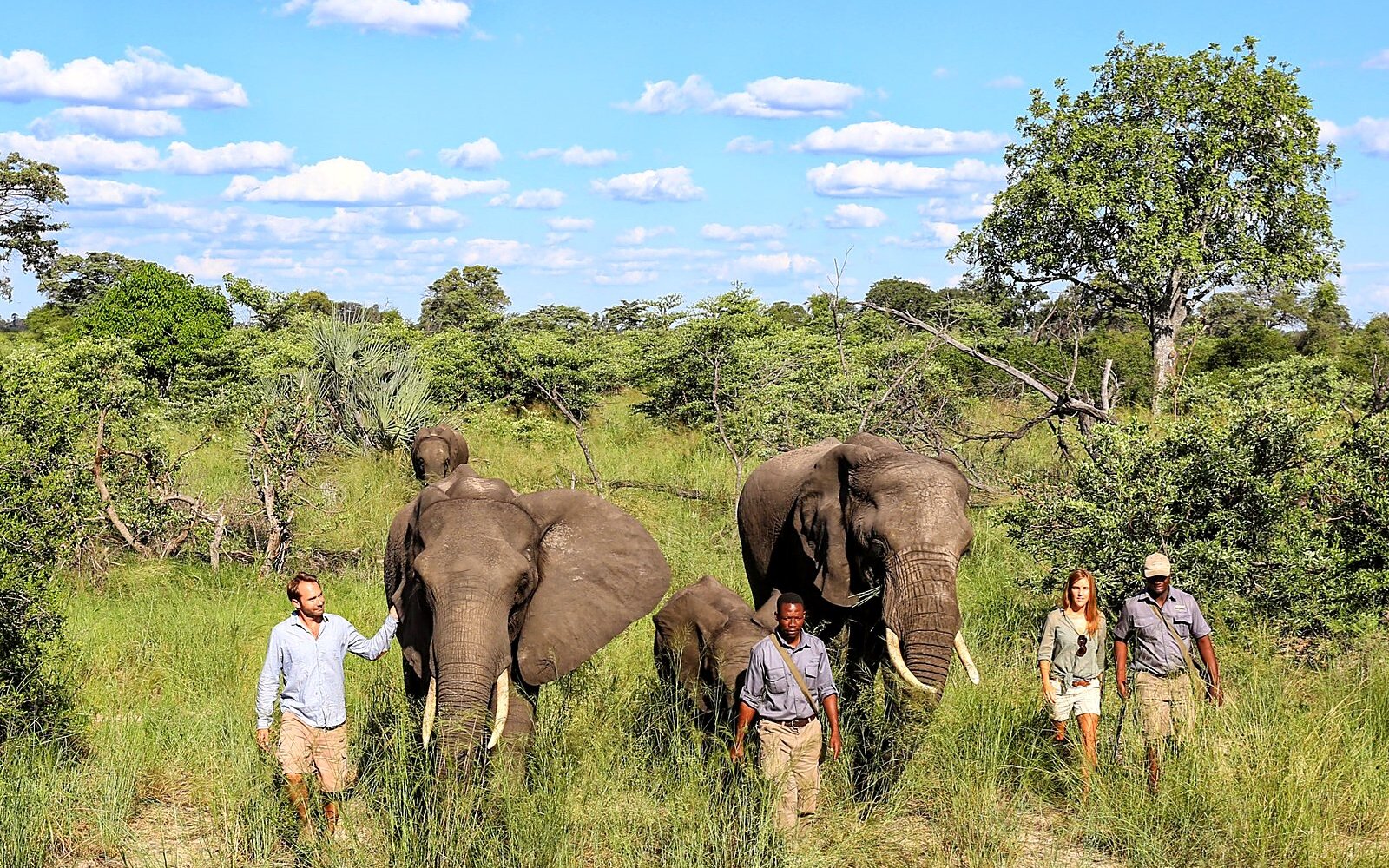 Guests walking quietly alongside the resident elephant herd through green delta grassland at Abu Camp