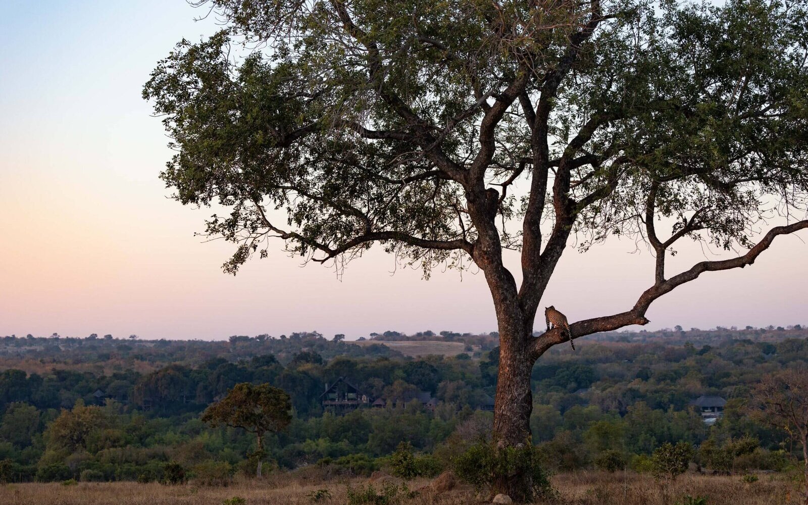 A lone marula tree on the crest of a rise in the Sabi Sand, silhouetted against a soft dusk sky