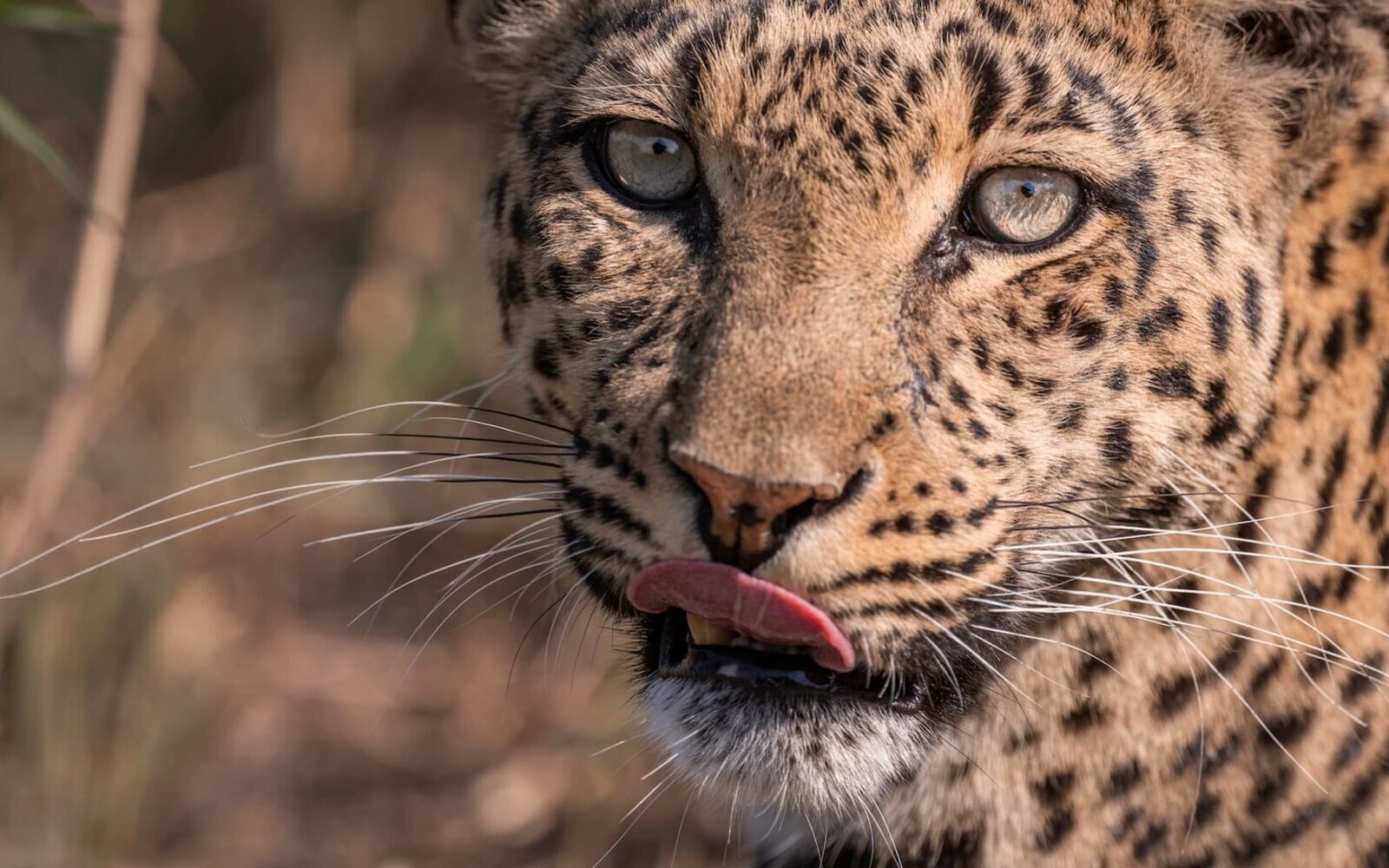 Leopard resting in tree viewed from comfortable game drive vehicle in Moremi Reserve