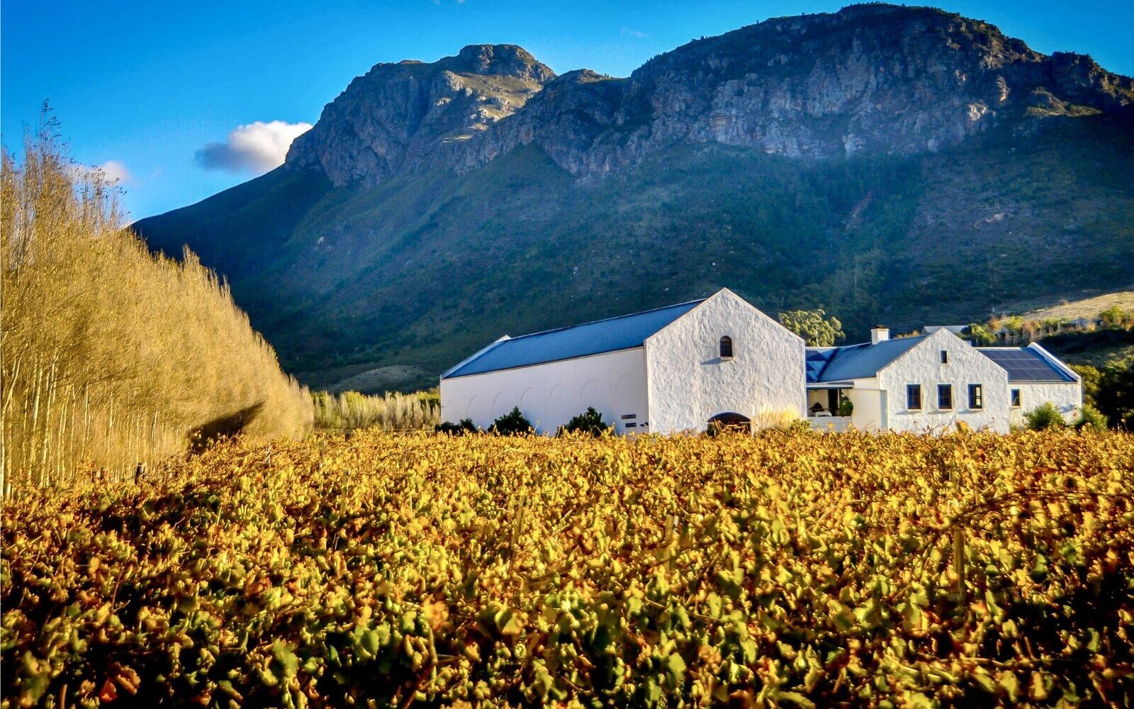 Accessible wine tasting room with vineyard views in Stellenbosch wine region
