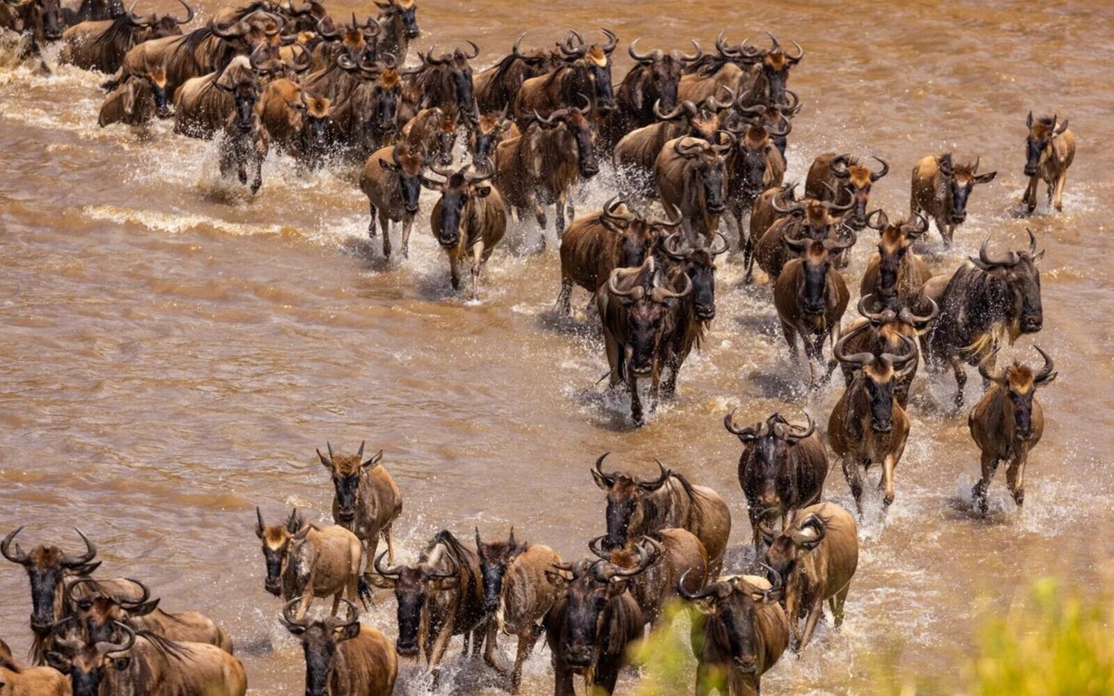 A great herd of wildebeest plunging across a river during the Great Migration in the Masai Mara