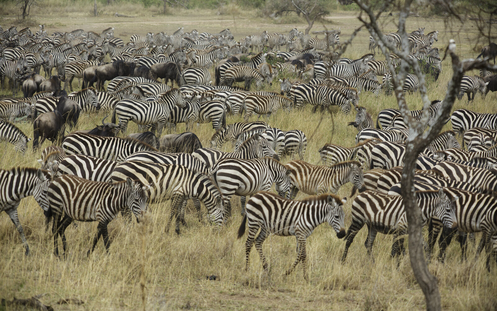 Vast herds of zebra and wildebeest streaming across the golden grass plains during the Great Migration